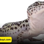 صورة عن قرب لوزغ يظهر بوضوح على سطح لامع.