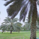صورة توضح منطقة المشرف بمبانيها السكنية الحديثة ومرافقها الخدمية المتنوعة.