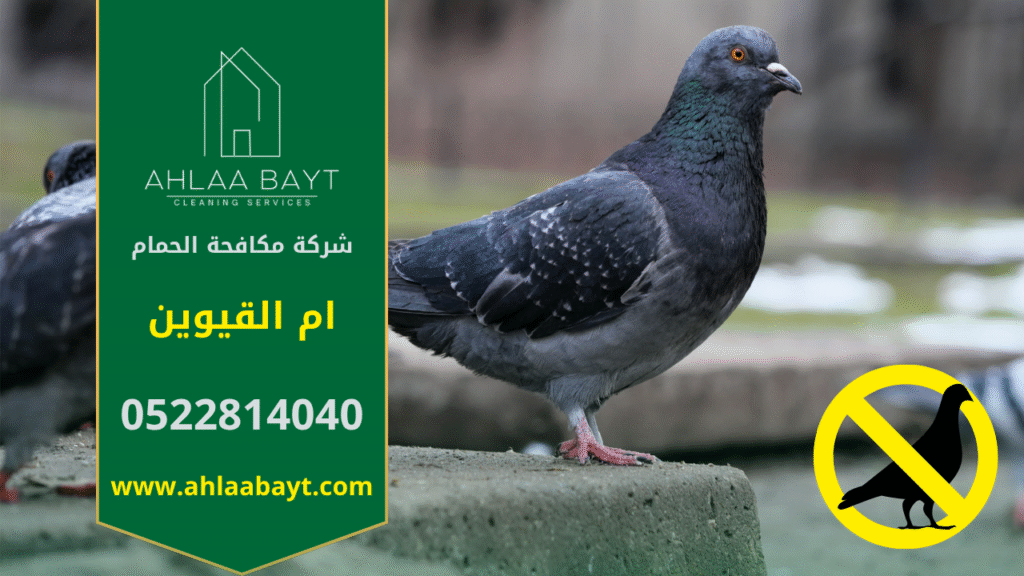 حمام يتجمع على سطح أحد المباني في ام القيوين، مما يبرز أهمية خدمات شركة مكافحة الحمام في ام القيوين للحفاظ على نظافة المكان ومنع انتشار الطيور.