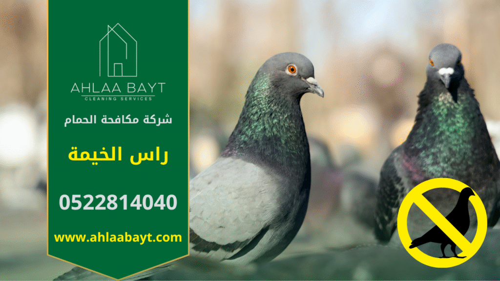 حمام يتجمع على سطح مبنى في راس الخيمة، مما يوضح أهمية خدمات شركة مكافحة الحمام في راس الخيمة للحد من انتشار الطيور والحفاظ على نظافة المكان.