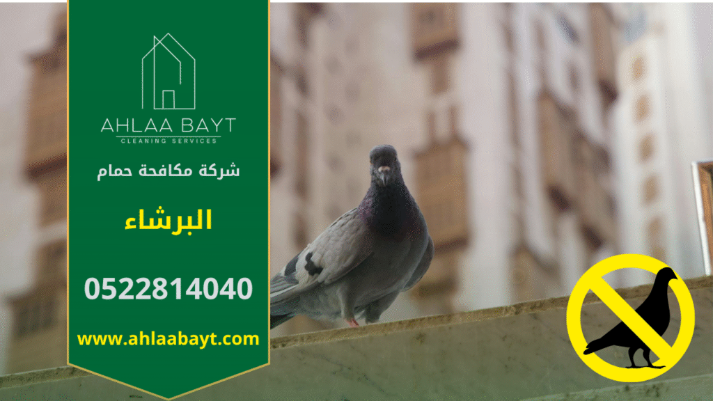 صورة توضح تجمع أسراب الحمام على أسطح أحد المباني في البرشاء، مما يبرز أهمية الاستعانة بـ شركة مكافحة الحمام في البرشاء لحماية الممتلكات من الأضرار.