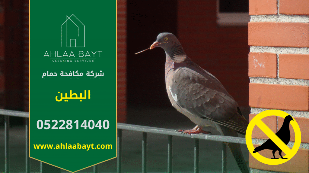 حمام متجمع على سطح مبنى في البطين مما يدل على الحاجة إلى شركة مكافحة الحمام في البطين.