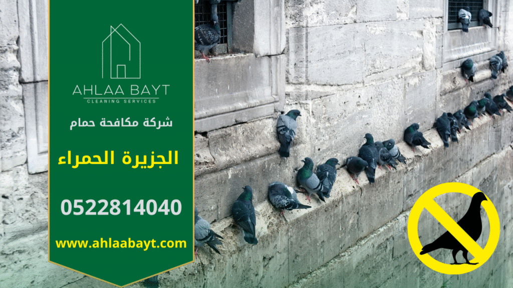 حمام يتجمع على سطح مبنى، مما يوضح الحاجة إلى خدمات شركة مكافحة حمام في الجزيرة الحمراء.