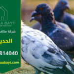 شركة مكافحة الحمام في الحديبية تقدم خدمات تركيب شبكات وأسلاك طاردة للحمام لحماية الأسطح والمباني من تجمع الطيور وأضرارها.