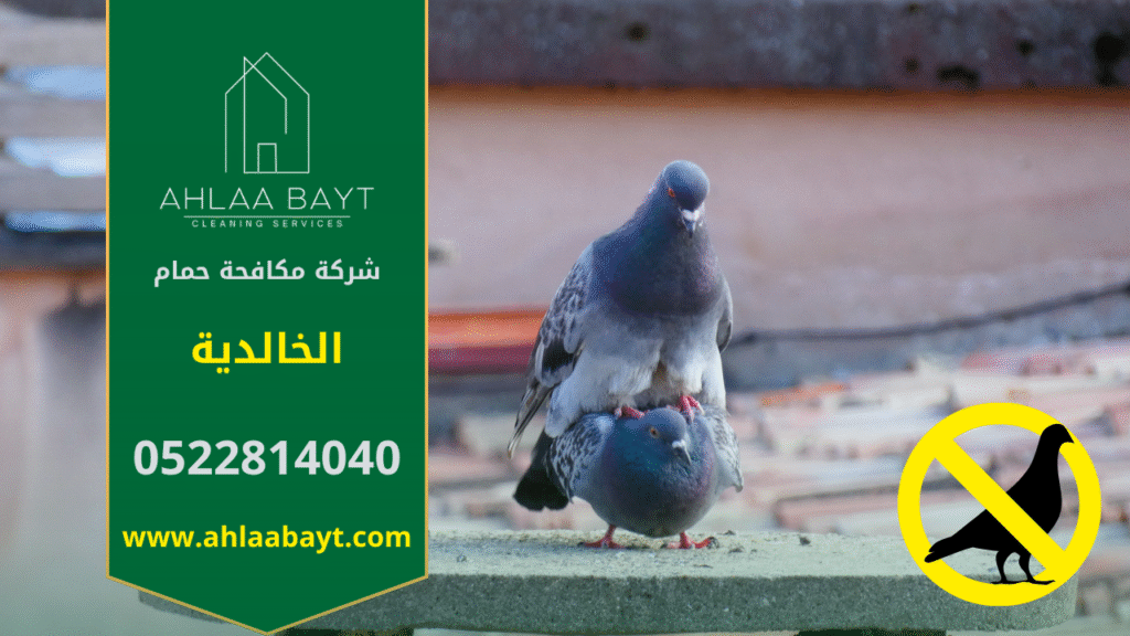 حمام يقف على سطح مبنى في الخالدية مما يبرز الحاجة إلى شركة مكافحة الحمام في الخالدية.