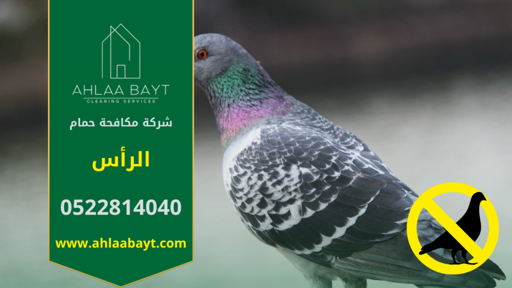 شركة مكافحة الحمام في الرأس تقدم خدمات تركيب شبكات وأسلاك طاردة للحمام لحماية الأسطح والمباني من تجمع الطيور وأضرارها.