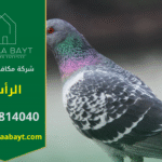 شركة مكافحة الحمام في الرأس تقدم خدمات تركيب شبكات وأسلاك طاردة للحمام لحماية الأسطح والمباني من تجمع الطيور وأضرارها.