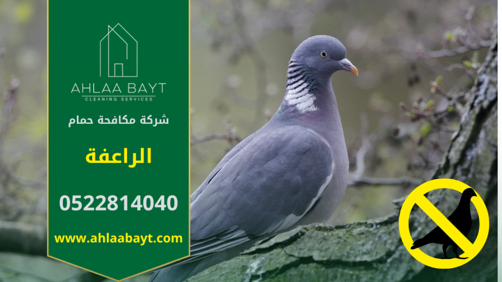 شركة مكافحة الحمام في الراعفة تقدم خدمات تركيب شبكات وأسلاك طاردة للحمام لحماية الأسطح والمباني من تجمع الطيور وأضرارها.