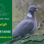 شركة مكافحة الحمام في الراعفة تقدم خدمات تركيب شبكات وأسلاك طاردة للحمام لحماية الأسطح والمباني من تجمع الطيور وأضرارها.