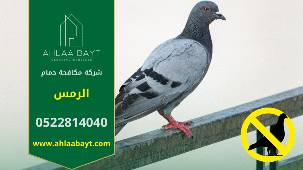 حمام متجمع على سطح مبنى في الرمس ويوضح الحاجة إلى شركة مكافحة حمام في الرمس.