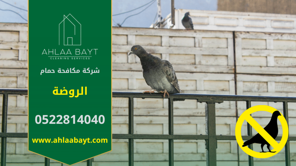 شركة مكافحة الحمام في الروضة تقدم خدمات طرد الحمام وتركيب شبك وحواجز بأسلوب آمن وفعال