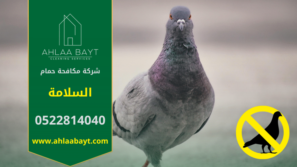 شركة مكافحة الحمام في السلامة تقدم خدمات تركيب شبكات وأسلاك طاردة للحمام لحماية الأسطح والمباني من تجمع الطيور وأضرارها.