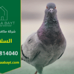 شركة مكافحة الحمام في السلامة تقدم خدمات تركيب شبكات وأسلاك طاردة للحمام لحماية الأسطح والمباني من تجمع الطيور وأضرارها.