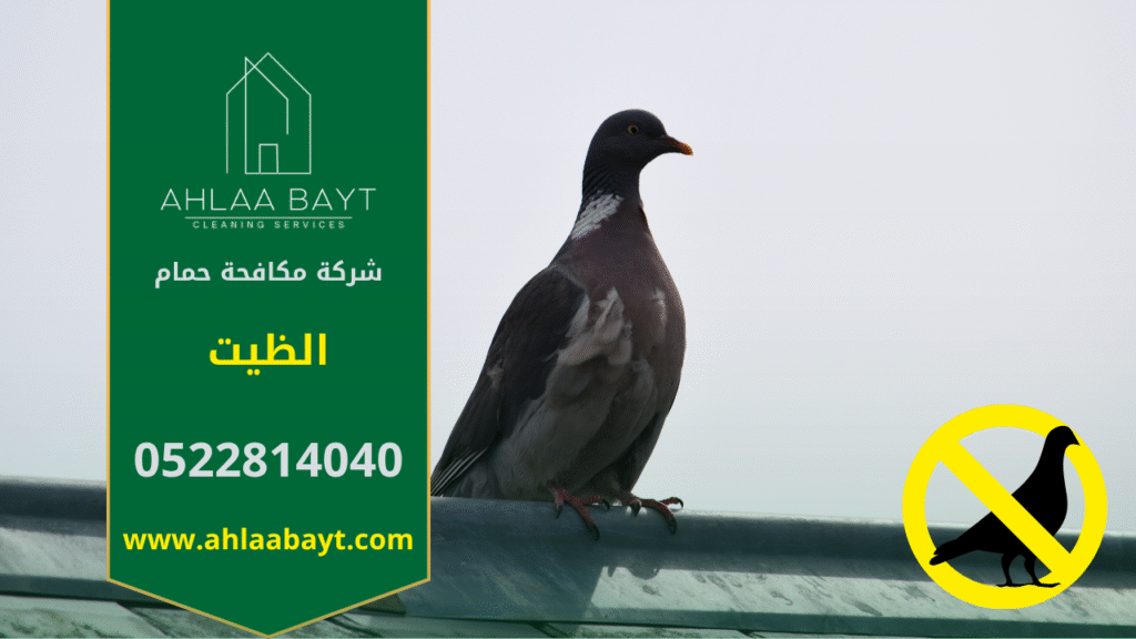 حمام متجمع على سطح مبنى في الظيت ويظهر الحاجة إلى شركة مكافحة الحمام في الظيت.