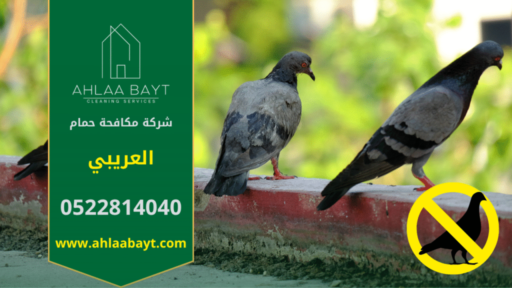 حمام متجمع على سطح مبنى في العريبي مما يبرز الحاجة إلى شركة مكافحة الحمام في العريبي.