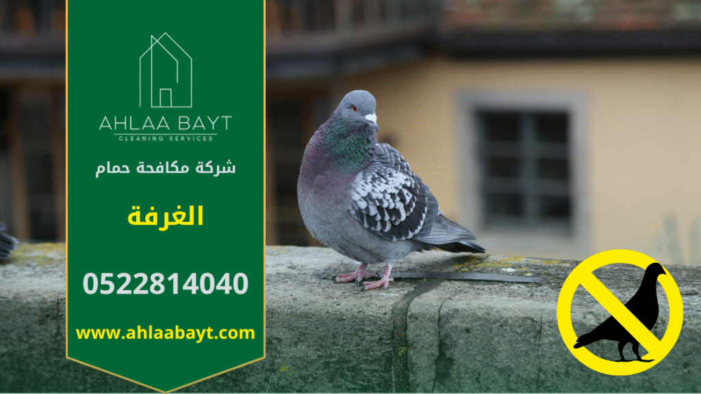 حمام متجمع على سطح مبنى في الغرفة مما يوضح الحاجة لخدمات شركة مكافحة الحمام في الغرفة.