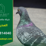 شركة مكافحة الحمام في المديفي تقوم بتركيب شبكات وأسلاك طاردة للحمام لحماية الأسطح والمباني من الأوساخ وأضرار الطيور.