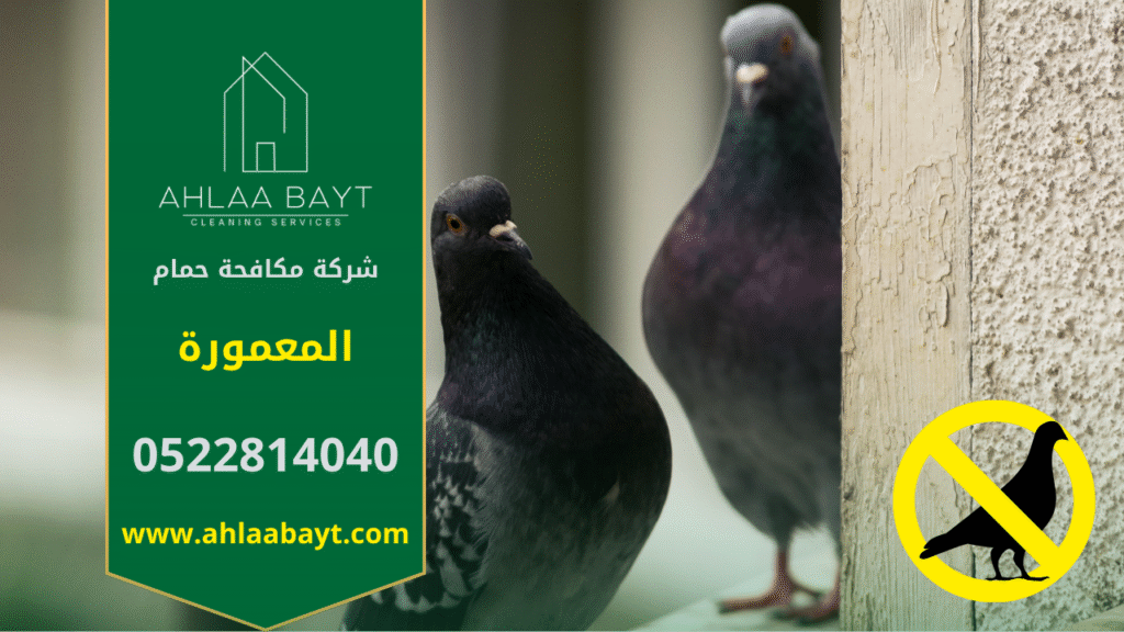 شركة مكافحة الحمام في المعمورة لحماية الأسطح والنوافذ من تجمع الطيور. حمام يقف على سطح مبنى في المعمورة مما يؤكد الحاجة إلى شركة مكافحة الحمام في المعمورة.