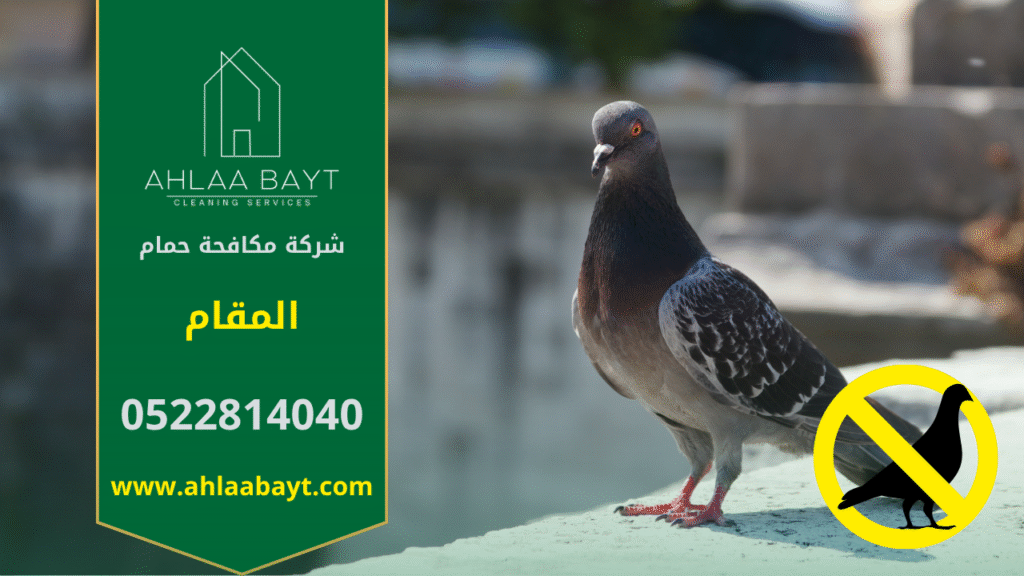 حمام متجمع على حافة سطح منزل في المقام يسبب الأوساخ ويبرز الحاجة إلى شركة مكافحة الحمام في المقام.