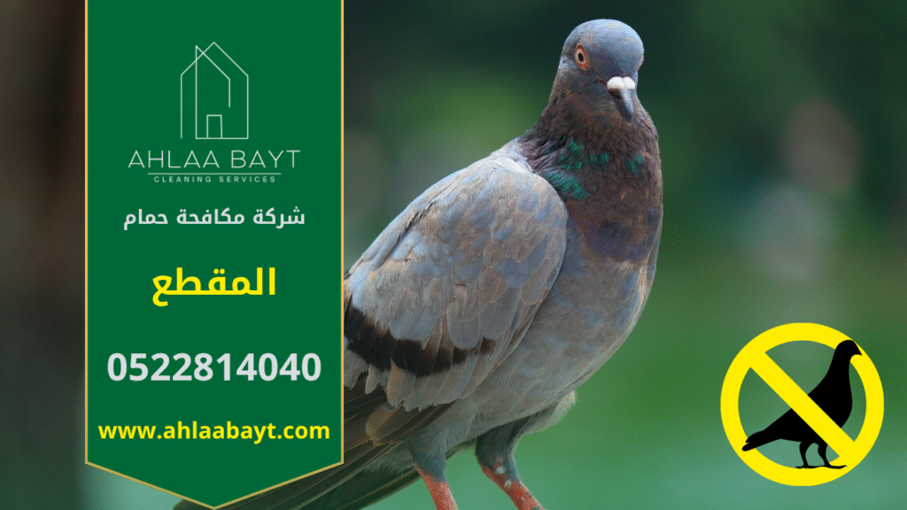 شركة مكافحة الحمام في المقطع تقدم خدمات تركيب شبكات وأسلاك طاردة للحمام لحماية الأسطح والمباني من تجمع الطيور وأضرارها.