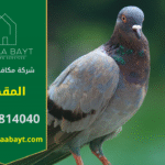 شركة مكافحة الحمام في المقطع تقدم خدمات تركيب شبكات وأسلاك طاردة للحمام لحماية الأسطح والمباني من تجمع الطيور وأضرارها.