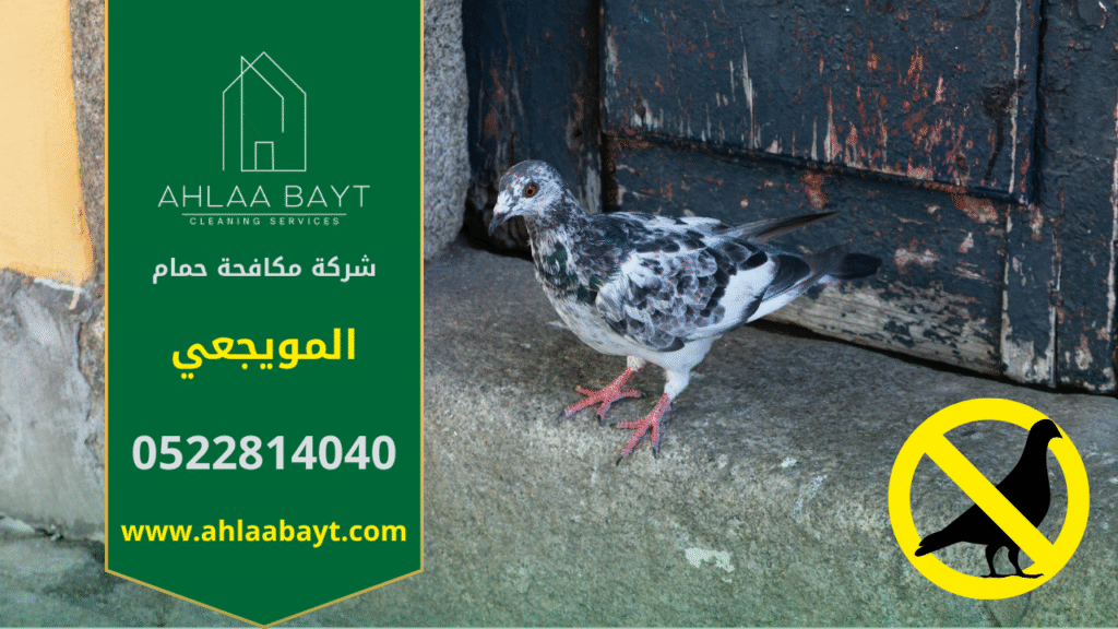 حمام متجمع على سور منزل في المويجعي يسبب الأوساخ ويظهر الحاجة إلى شركة مكافحة الحمام في المويجعي.