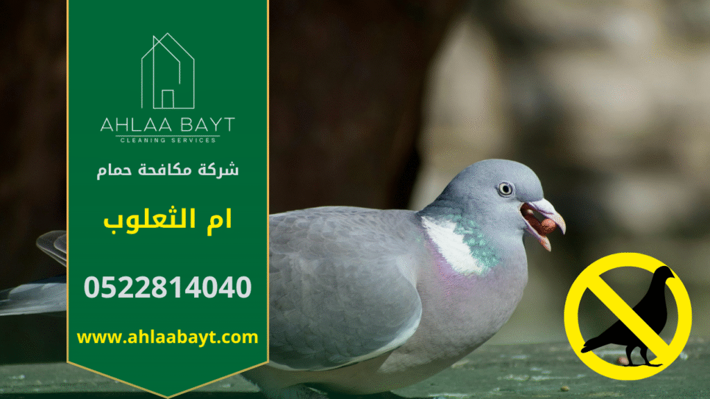 شركة مكافحة الحمام في أم الثعلوب تقدم خدمات تركيب شبكات وأسلاك طاردة للحمام لحماية الأسطح والمباني من تجمع الطيور وأضرارها.