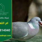 شركة مكافحة الحمام في أم الثعلوب تقدم خدمات تركيب شبكات وأسلاك طاردة للحمام لحماية الأسطح والمباني من تجمع الطيور وأضرارها.