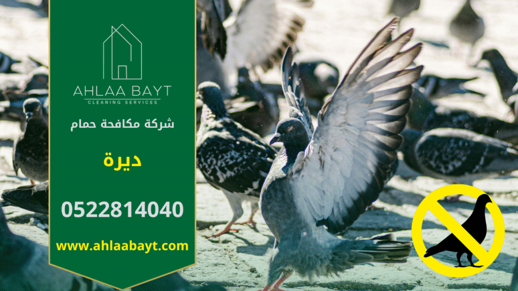 صورة توضح تجمع أسراب الحمام على أحد المباني في ديرة، مما يعكس أهمية خدمات شركة مكافحة الحمام في ديرة للوقاية من الأضرار والحفاظ على نظافة المكان.