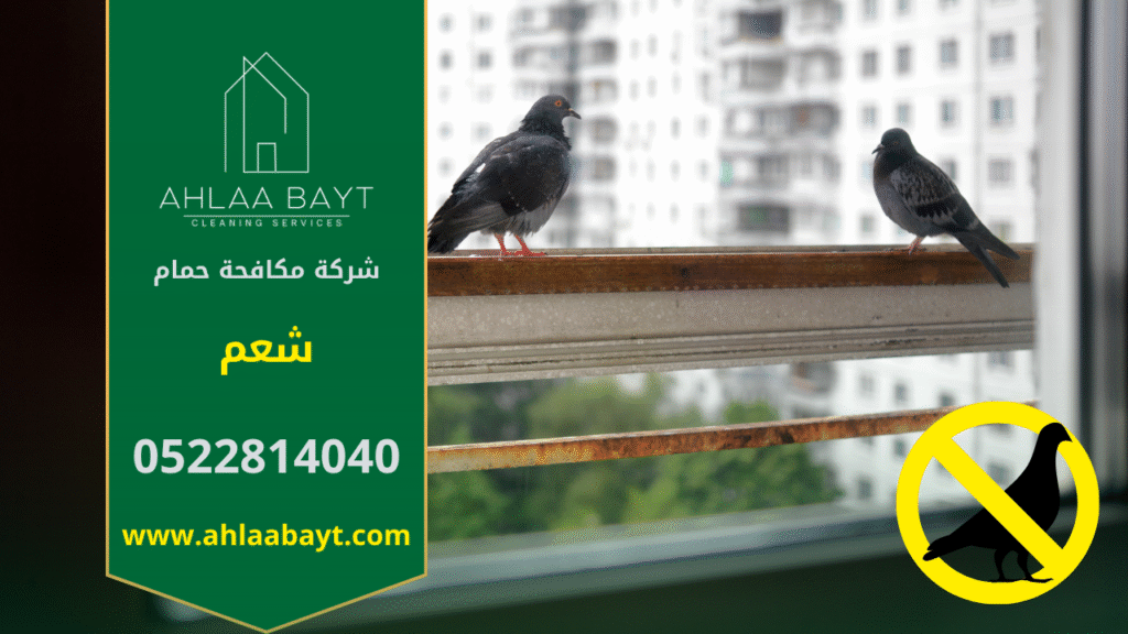 حمام متجمع على سطح مبنى في شعم مما يوضح الحاجة إلى شركة مكافحة الحمام في شعم.