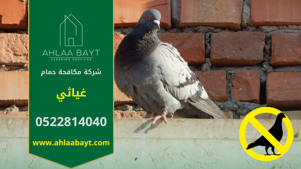 حمام متجمع على سطح مبنى في غياثي مما يؤكد الحاجة إلى شركة مكافحة الحمام في غياثي.