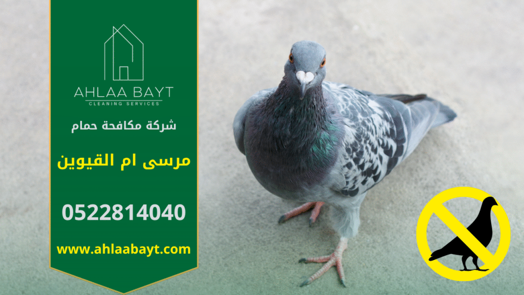 شركة مكافحة الحمام في مرسى أم القيوين تقدم خدمات تركيب شبكات وأسلاك طاردة للحمام لحماية الأسطح والمباني من تجمع الطيور وأضرارها.