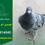 شركة مكافحة الحمام في مرسى أم القيوين تقدم خدمات تركيب شبكات وأسلاك طاردة للحمام لحماية الأسطح والمباني من تجمع الطيور وأضرارها.