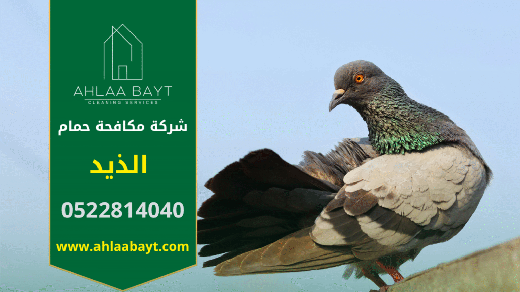 فريق متخصص يركب شبك وأشواك لطرد الحمام على أسطح مبنى في الذيد