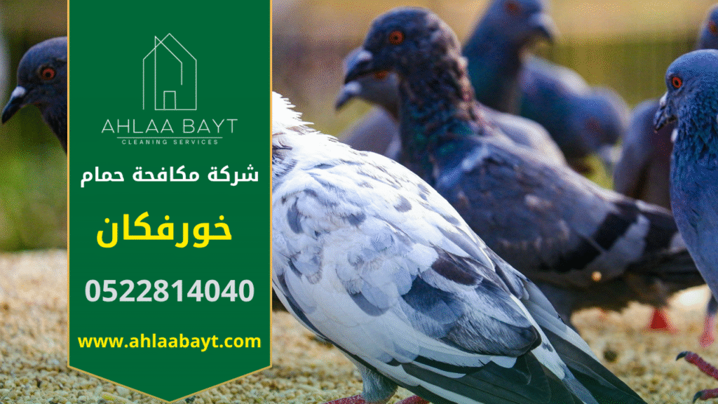 فريق عمل من شركة مكافحة الحمام في خورفكان يقوم بتركيب أشواك طاردة للحمام على الأسطح لحماية المباني من تجمع الطيور والحفاظ على النظافة العامة.