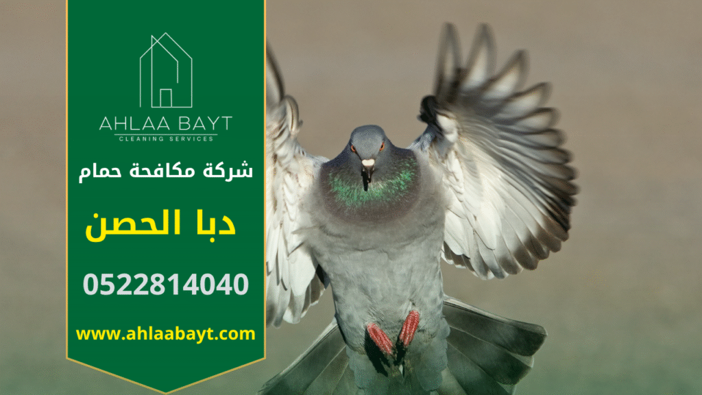 فريق عمل شركة مكافحة الحمام في دبا الحصن أثناء تركيب شبك وأشواك احترافية على واجهة مبنى سكني لحمايته من تجمع الحمام.