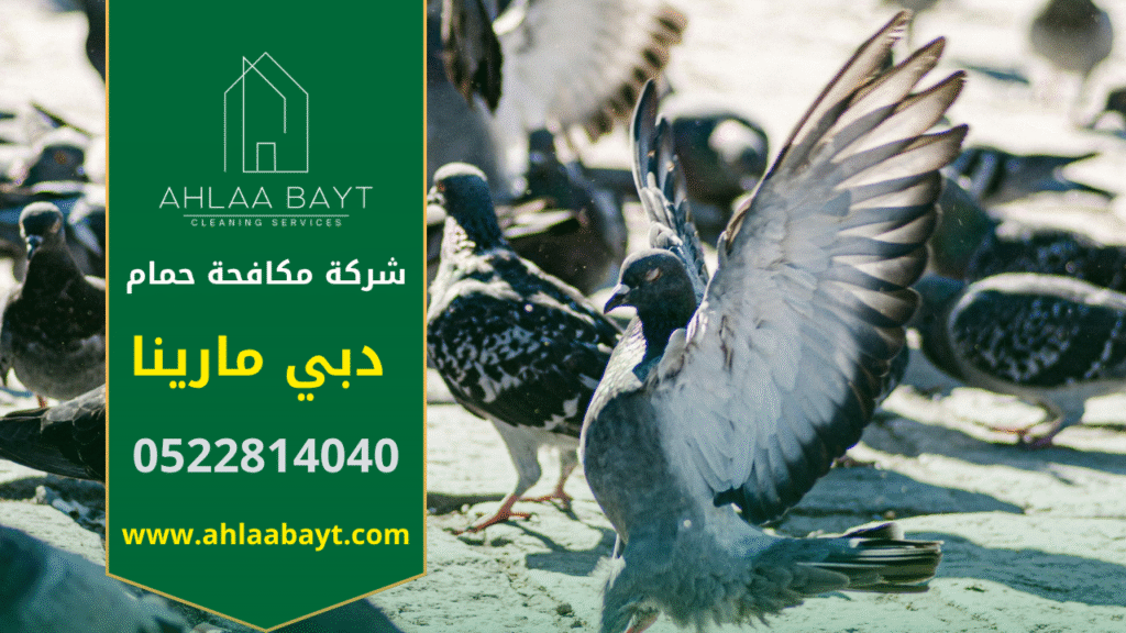 عمال مختصون من شركة مكافحة الحمام في دبي مارينا يركبون شبك حماية فوق واجهات المباني للحد من تجمع الطيور وضمان نظافة المكان.