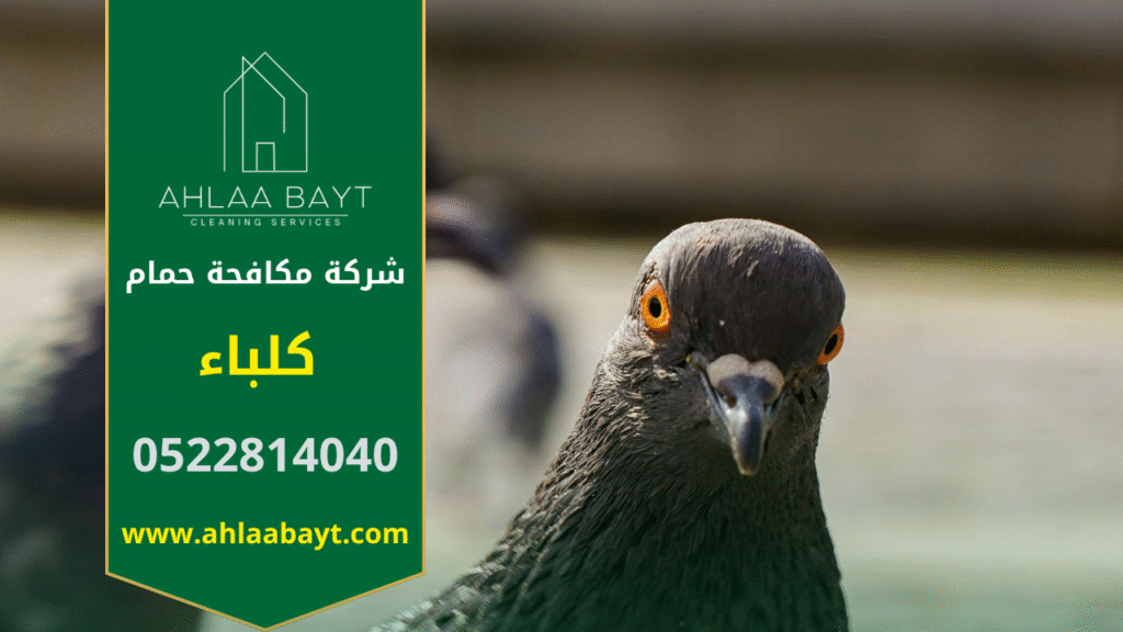 صورة توضح فريق عمل شركة مكافحة الحمام في كلباء أثناء تركيب الشبك والأشواك على أسطح المباني لحماية الواجهات من تجمع الطيور.